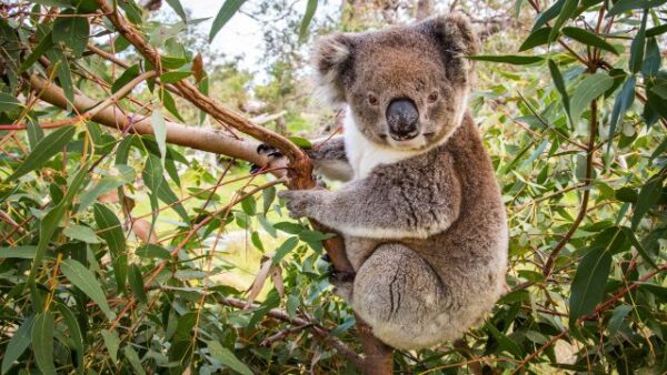 190617 koalas hang by a thread koala gumtree 640x360 1