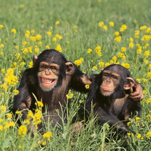 021116 chimpanzeepals P