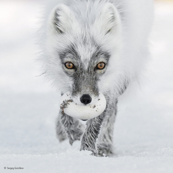 an Arctic fox heads for a suitable burial spot. This is June and bonanza time for the foxes of Wrangel Island in the Russian Far East. Lemmings are the basic diet for Arctic foxes