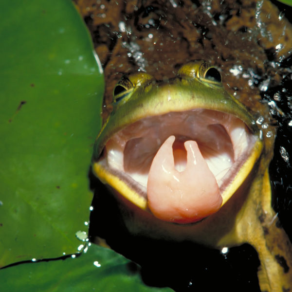 1702 frog tongue P