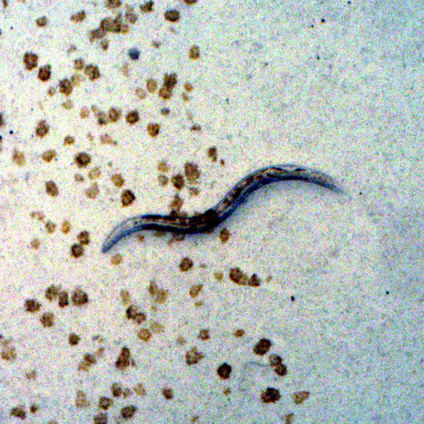 170616 C elegans Thumb