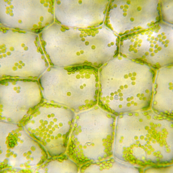 170815 Chloroplasts Thumb