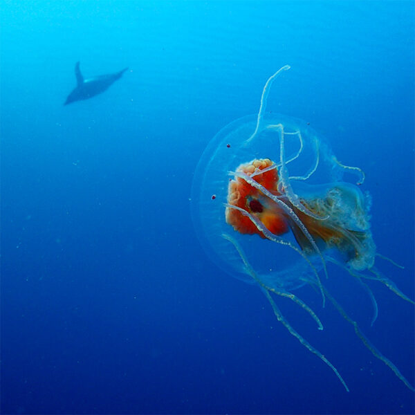171010 JellyfishPenguin Thumb