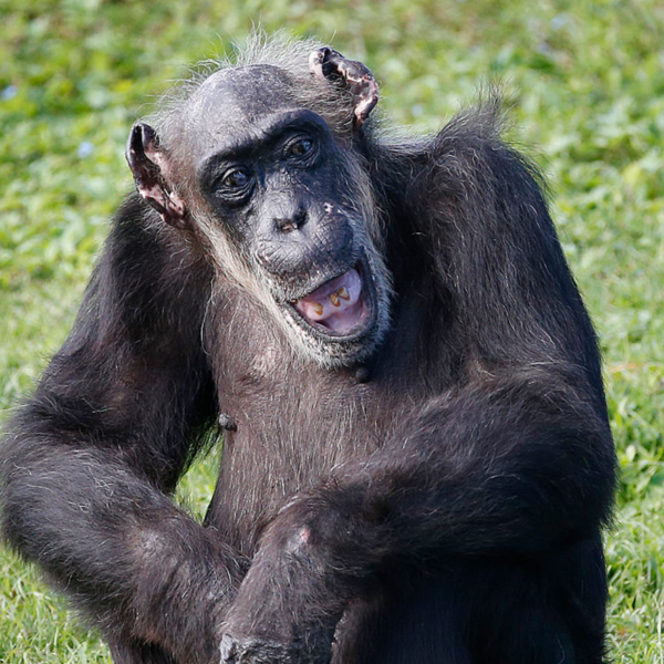 17102 chimp 1