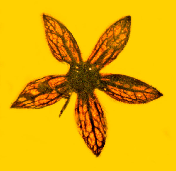 A specimen of the 100-million-year-old flower Tropidogyne pentaptera.