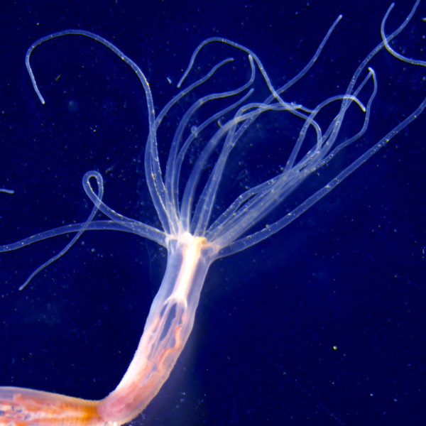 The nematostella is a sea anemone that is related to jellyfish.