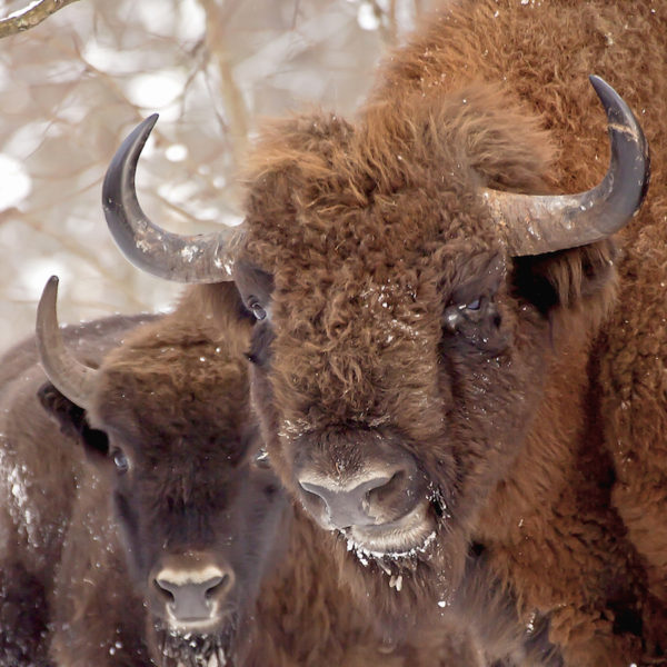 181016 bison P