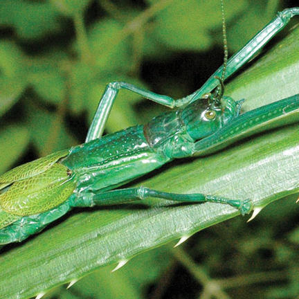 bright green stick insect Megacrania tsudai