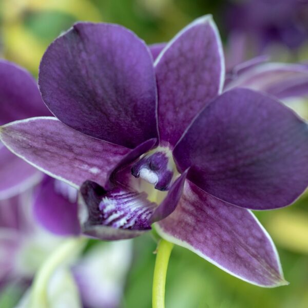 190515 orchid pr