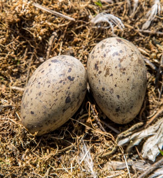 190722 gull eggs pr