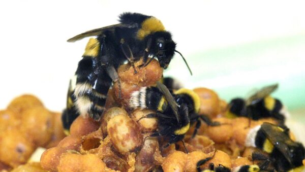 A bumblee queen and workers caring for a brood. 