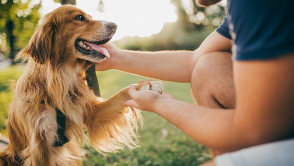 Mounting research links dog ownership with better mental and physical health.