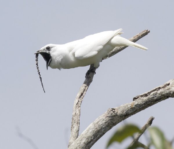Is this mic on? White bellbirds believe a love song is best sung loud.
