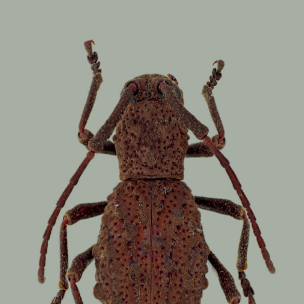 200516 beetles P