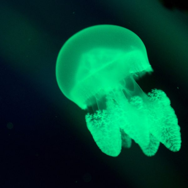220816 jellyfishlaser P