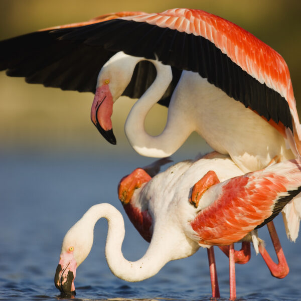 251116 flamingos P