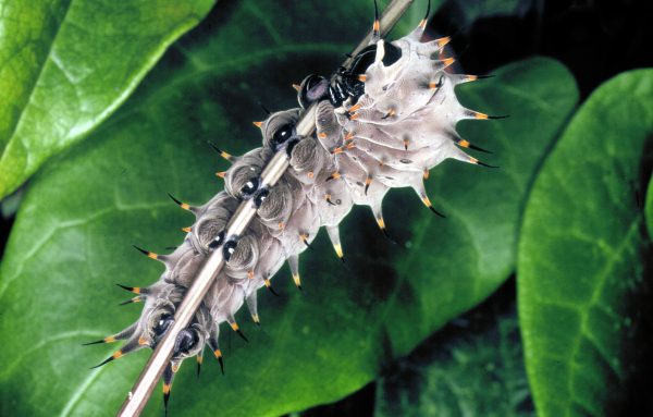 A caterpillar of the Richmond birding butterfly.