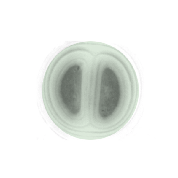 Cyanobacteria Oxyphotobacteria