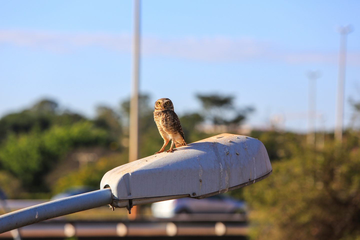 living in the urban jungle of Brasilia.