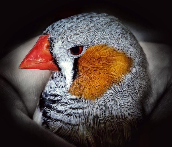 Line of sight: a protein in zebrafinches’ eyes may be responsible for their ability to use the Earth’s magnetic field for navigation.