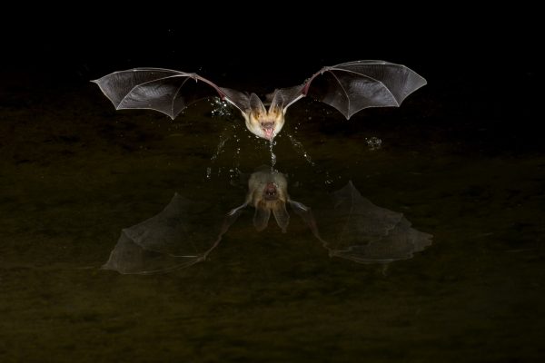 A pallid bat (Antrozous pallidus) drinking water. Machine learning is making tracking bats easier.