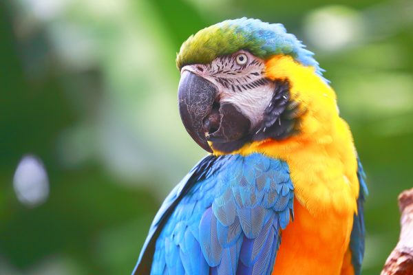 Flushed with emotion: a blushing blue-and-yellow macaw.