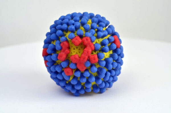 A 3D printed model of the influenza virus.