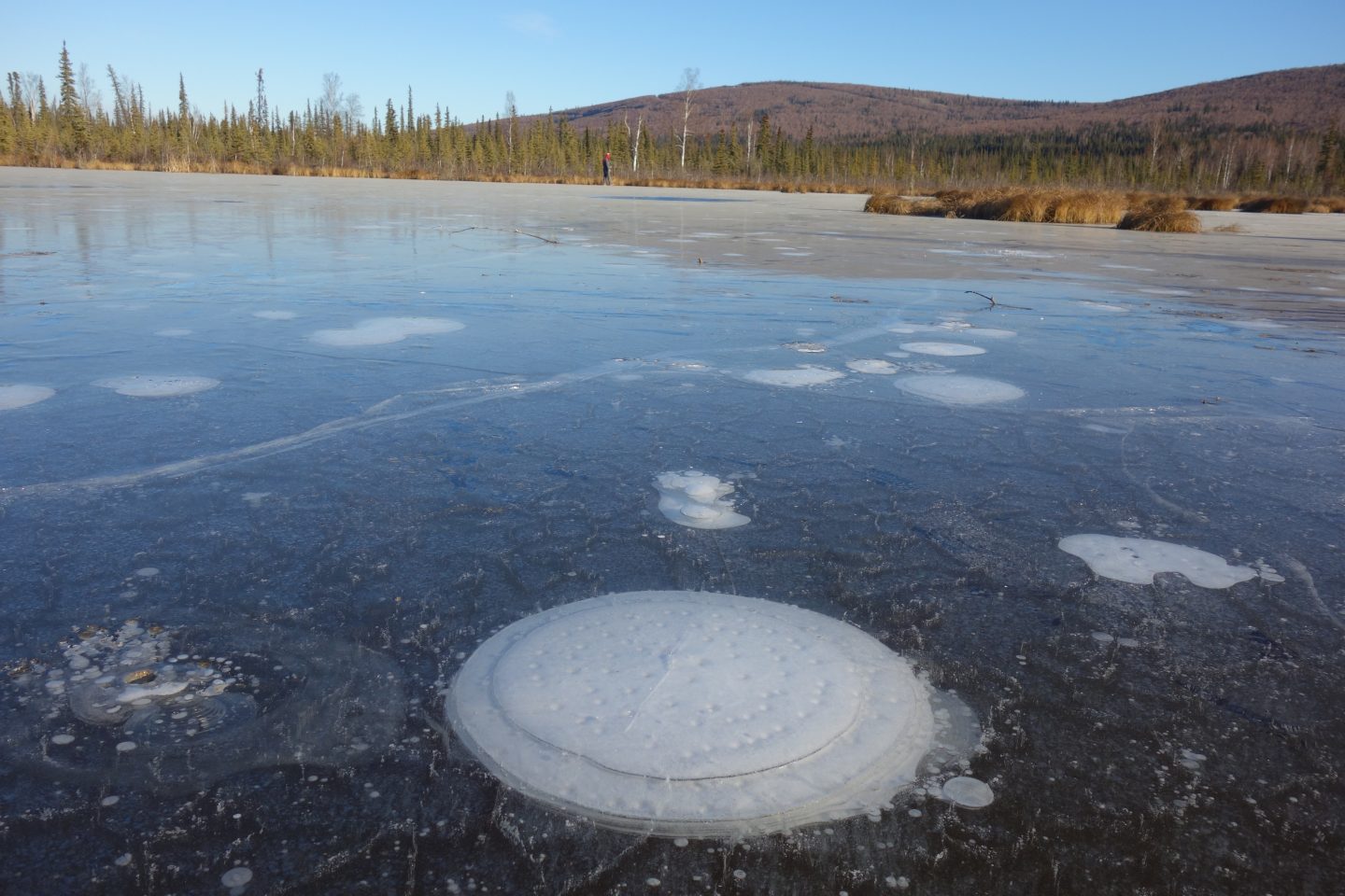 Methane bubbles up from the thawed permafrost at the bottom of the thermokarst lake through the ice at its surface.