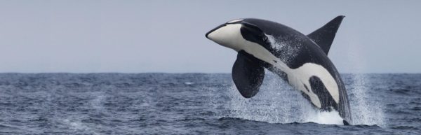 030216 orca H