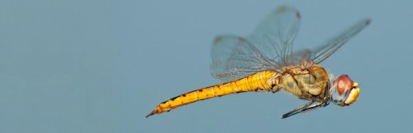 070316 Dragonfly H
