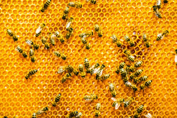 170801 Bees Full