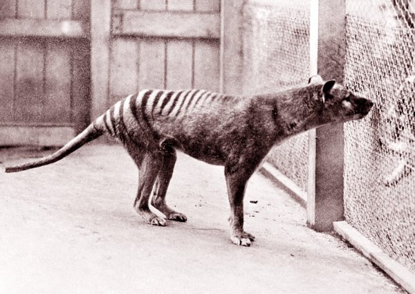 170928 Thylacine Full