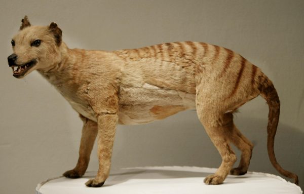 180111 thylacine full