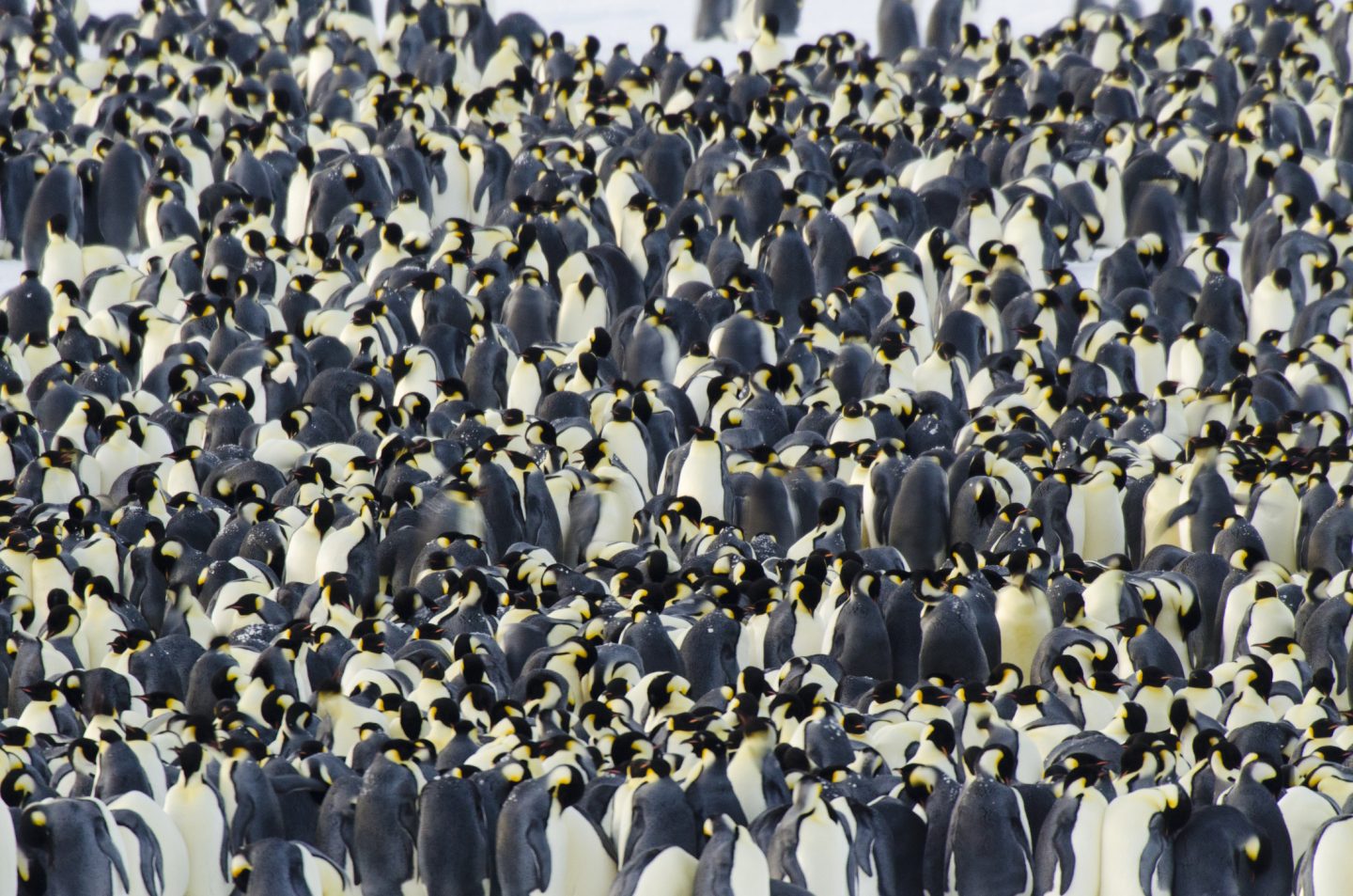 Thousands of Emperor penguins gather to breed.