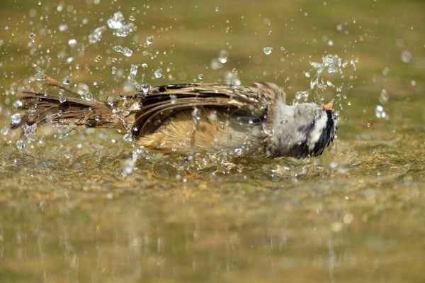 180125 sparrow full