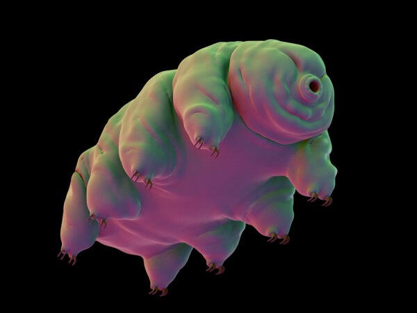 180301 tardigrade full