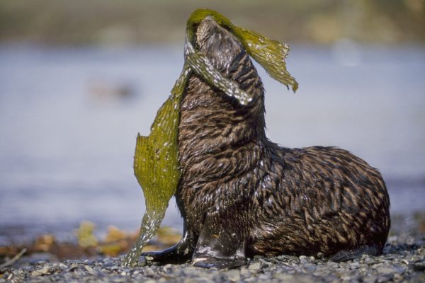 An Antarctic fur seal playing with kelp.
