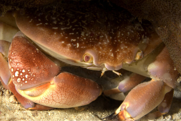 180726 crab full