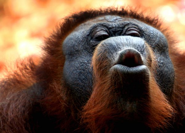 181107 orangutan full