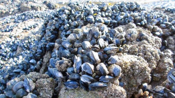 190130 mussel full