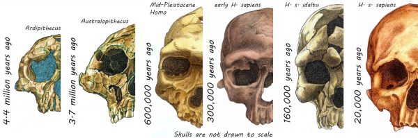 190415 skulls full