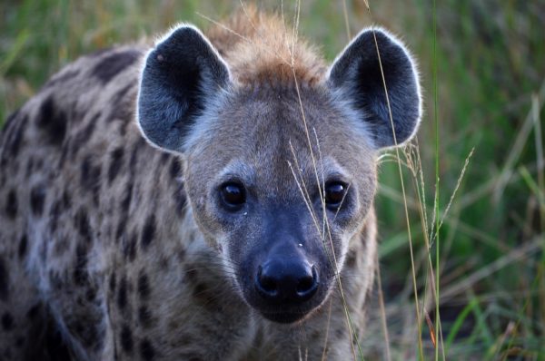 190722 hyena full