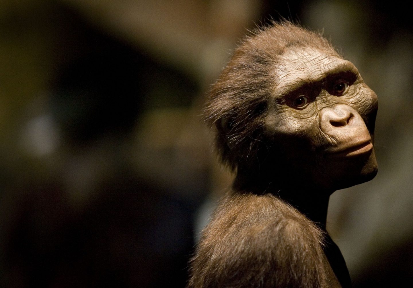 Concept of Australopithecus afarensis, better known as Lucy