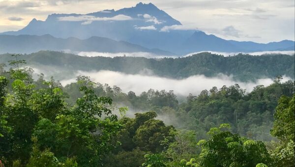 One of the sensitive zones: contiguous forest near the Equator in Borneo.