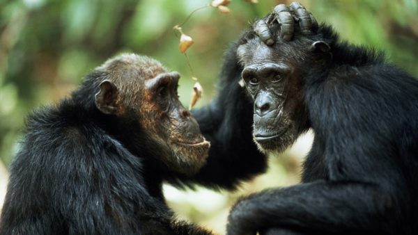 Chimpanzees are among the most innovative tool users in the animal kingdom.