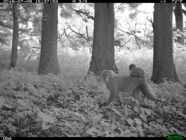 Mother and baby macaques caught on film around Fukushima.