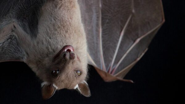 Evolving to fly may have had an unexpected effect on the likes of the Kenyan fruit bat (Epomophorus wahlbergi).