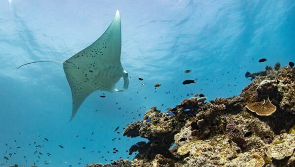 Manta ray sightings are often difficult to confirm in Australia's north. 
