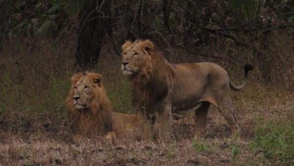 Asiatic lions in India’s Gir Forest.