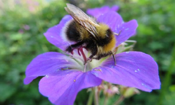 Bumblebee foraging on a flower. Baby bees are affected by pesticide-contaminated food brought back by adult bees. 